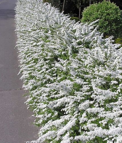 Tawuła Szara GREFSHEIM 50-60cm Krzew Ozdobny do Ogrodu na Arena.pl