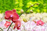 fototapety FOTOTAPETA storczyki KWIAT kamienie SPA