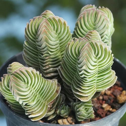 Crassula 'Buddha's Temple' Sukulent GRUBOSZ na Arena.pl