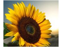 60X50CM SŁONECZNIK OBRAZ ŚCIAN DREWNIANE