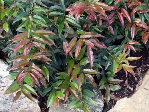 Kiścień japoński ROYAL RUBY Czerwony Zimozielony Sadzonki P9 na Arena.pl