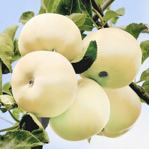 SADZONKI DRZEWKA OWOCOWE JABŁOŃ PAPIERÓWKA STAROPOLSKA WCZESNA na Arena.pl