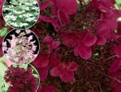 Hortensja bukietowa 'Wim's Red' ZMIENIA KOLOR 3 RAZY NOWOŚĆ