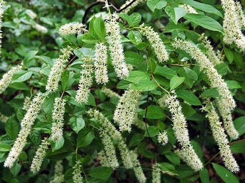 Itea wirginijska 40-60cm C2 na Arena.pl