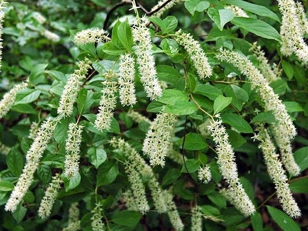 Itea wirginijska 40-60cm C2 zdjęcie 1