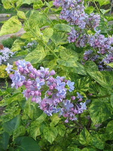 Lilak pospolity Aucubaefolia C3 na Arena.pl
