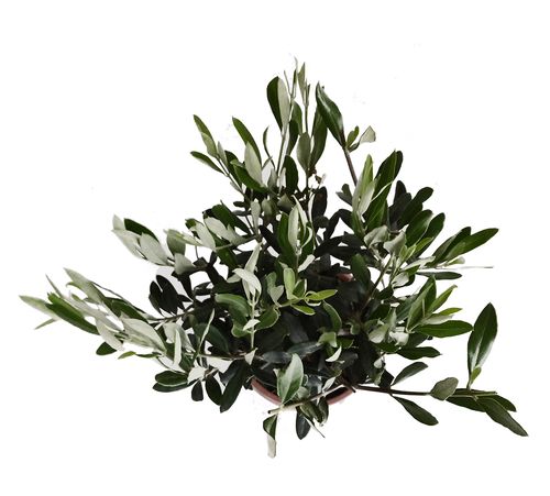DRZEWKO OLIWNE (OLIWKA) 35 cm na Arena.pl