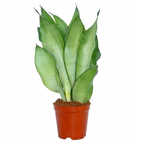Sansevieria'Moonshine' KSIĘŻYCOWA PIĘKNOŚĆ Sansewieria Wytrzymały na Arena.pl