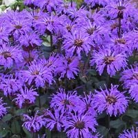 Pysznogłówka 'Blue Moon' Fioletowa (Monarda hybrida) Doniczka 2.0L