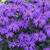 Pysznogłówka 'Blue Moon' Fioletowa (Monarda hybrida) Doniczka 2.0L