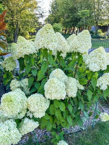 Hortensja bukietowa 'Polar Bear' (Hydrangea paniculata) na Arena.pl