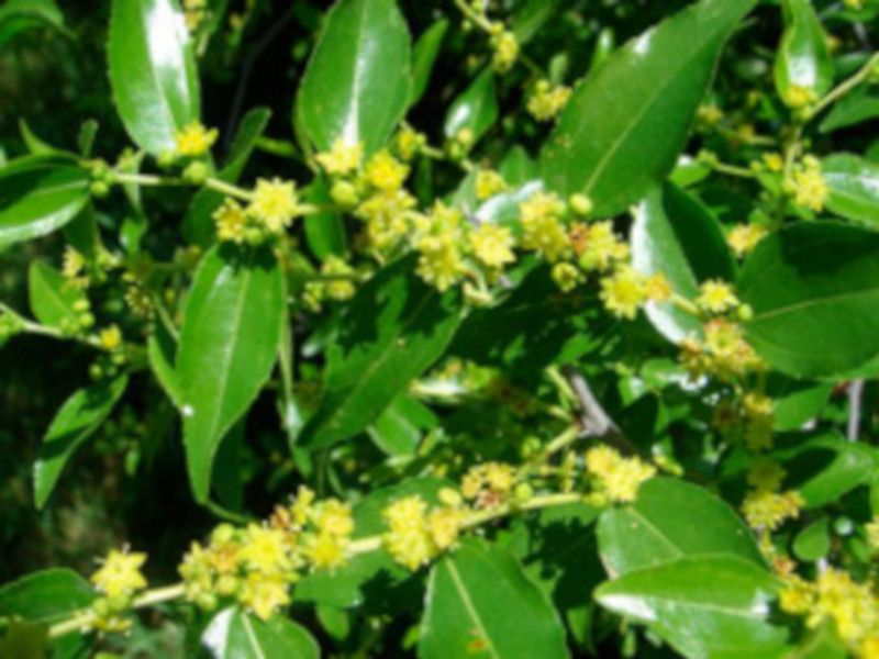 JUJUBA POSPOLITA Głożyna - sadzonki w doniczkach zdjęcie 3