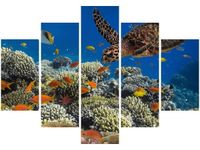 OBRAZ PODWODNA NATURA