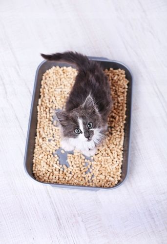 Żwirek dla kota królika chomika świnki Drewniany Jasny naturalny 15 kg na Arena.pl