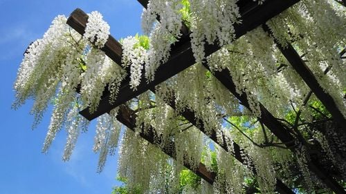 Wisteria Biała Glicynia Alba P9 na Arena.pl