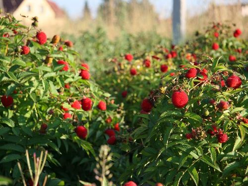 Malinotruskawka (Rubus illecebrosus) C2 na Arena.pl