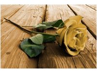 120CM 80CM OBRAZ ŚCIENNY CIEKAWA RÓŻA