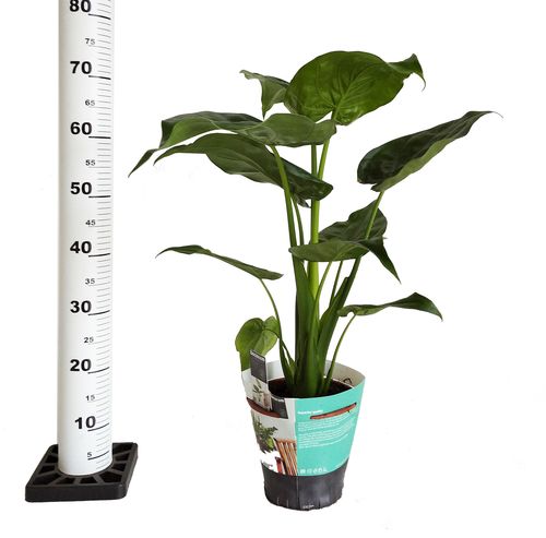 Alokazja CUCULLATA 75cm na Arena.pl