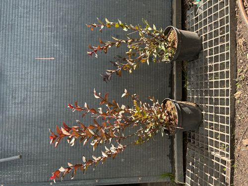 LAGERSTROEMIA CZERWONA czerwony liść -  sadzonki 50 / 70 cm na Arena.pl