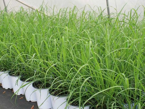 Nasiona Trawa cytrynowa 0,1g na Arena.pl