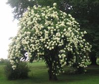 KALINA ŚLIWOLISTNA Viburnum prunifolium NASIONA 130 sztuk - 10g.