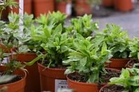 Floks wiechowaty Famous White - Phlox paniculata
