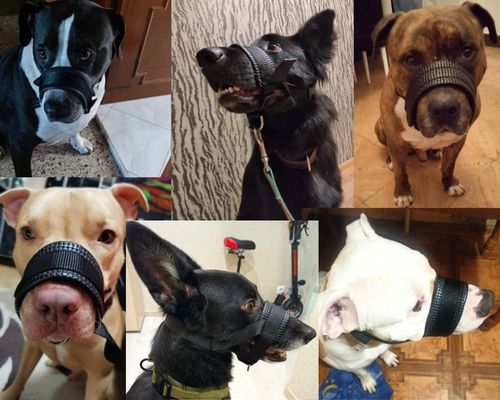 Kaganiec Dla Psa Podszycie Wygodny Miękki L/XL na Arena.pl