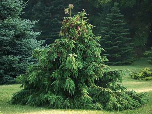 Świerk Acrocona P9 na Arena.pl