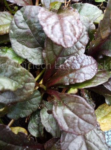 Dąbrówka rozłogowa rabata bylina sadzonka na Arena.pl