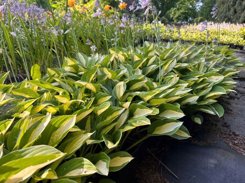 Funkia 'Striptease' (Hosta) P13 na Arena.pl