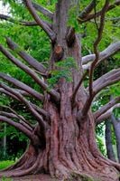 Metasekwoja chińska 60 / 80 CM