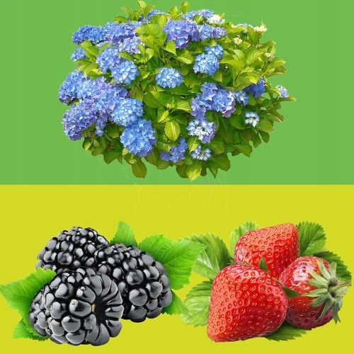 Nawóz MĄCZKA BAZALTOWA w PROSZKU 72 Pierwiastki Wiosenny Trawnik 25KG na Arena.pl