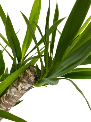 JUKA JUKKA (JUCA YUCCA) 75cm na Arena.pl