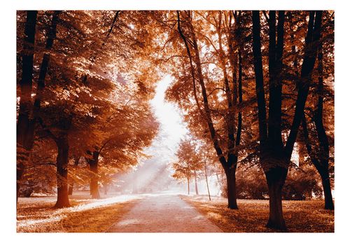 Fototapeta - Jesienny park 400x280 na Arena.pl