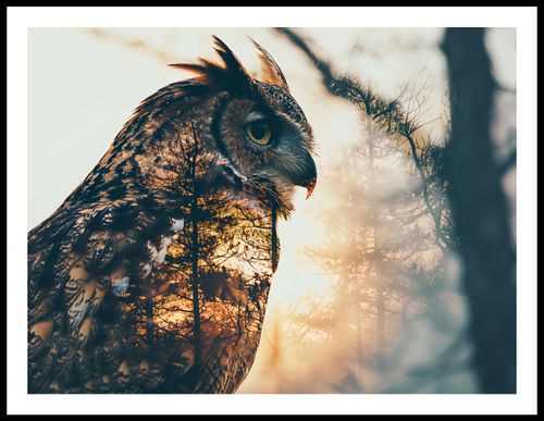 Plakat 80x60cm Sowi Duch na Arena.pl