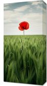 Obraz 30x60cm Samotny Mak na Polu