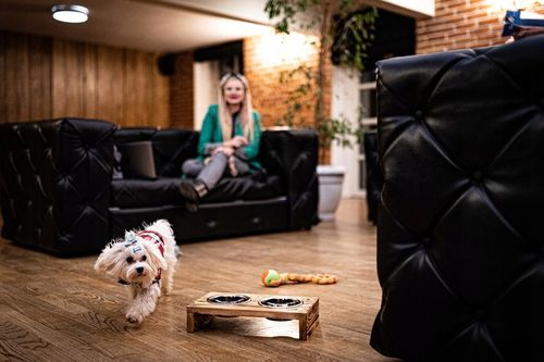 MISKI NA STOJAKU dla psa MAŁEGO STOJAK DREWNIANY bufet 2x0,45 L + treserki na Arena.pl