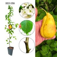 Grusza Xenia odmiana odporna na mróz 180-220 cm