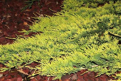 Jałowiec płożący 'Golden Carpet' (Juniperus horizontalis) na Arena.pl
