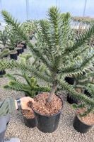 Araucaria araucana - Araukaria chilijska (małpie drzewo) 40-50cm