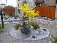 FORSYCJA na pniu słońce w ogrodzie - sadzonki 140 / 160 cm