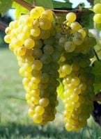 WINOROŚL SOLARIS Vitis - sadzonki w doniczkach