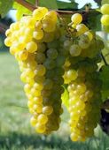 WINOROŚL SOLARIS Vitis - sadzonki w doniczkach