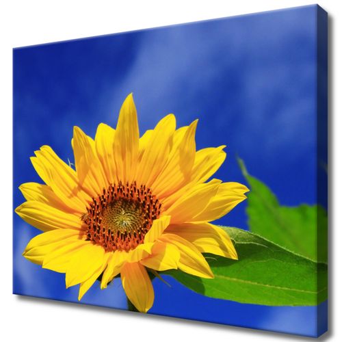 Obraz Płótno 50X40 Słonecznik na Arena.pl