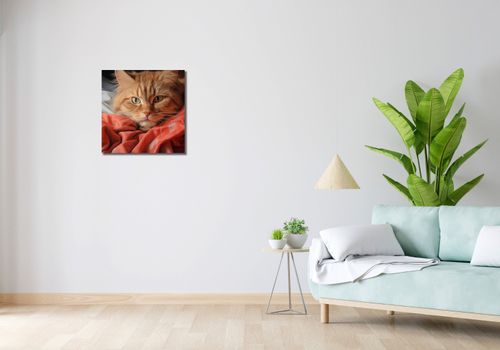 Obraz 50x50cm Mruczący Spokój na Arena.pl