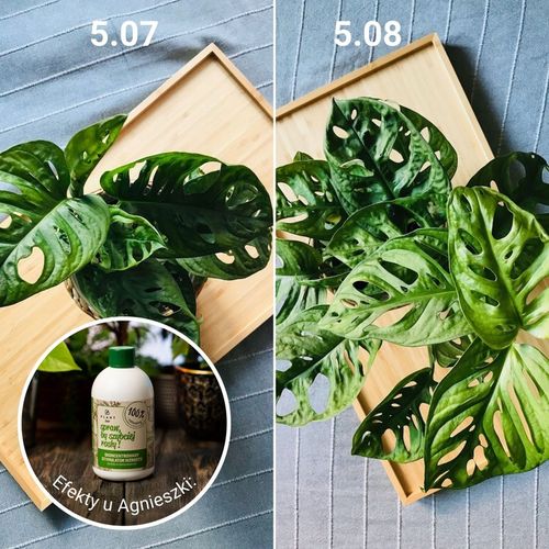 Spraw, by szybciej rosły 500 ml | Plant lover| stymulator wzrostu do roślin na Arena.pl