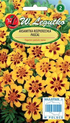 Nasiona Aksamitka rozpierzchła Pascal złotożółta na Arena.pl