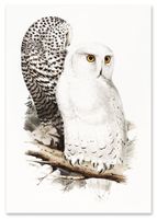 Plakat sowa sowy vintage 50x70 cm