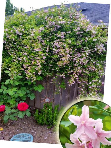 JAŚMIN STEFANA - CUDOWNIE PACHNĄCE PNĄCZE - 3 LETNIA SADZONKA 40-50CM na Arena.pl