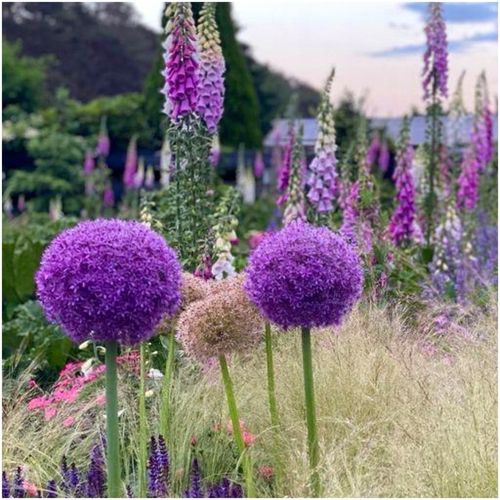 CZOSNEK ozdobny OLBRZYMI cebulki FIOLETOWY GLADIATOR 5 szt. + GRATIS na Arena.pl